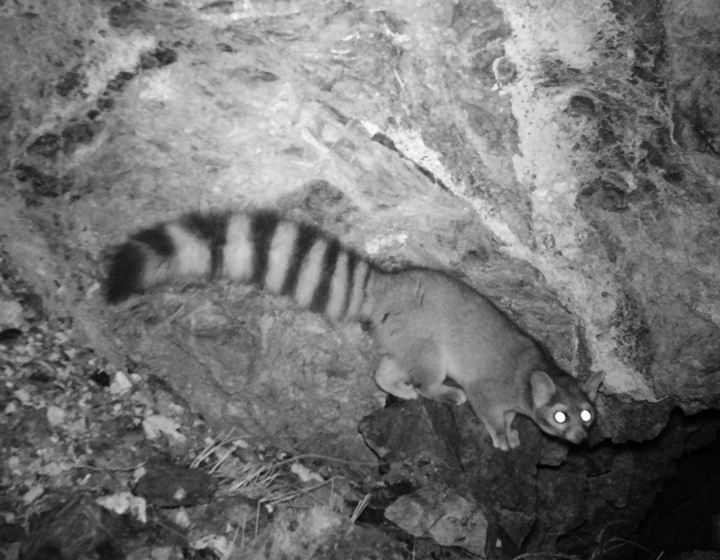 web asu-biology-student-research-abandoned-mines-ringtail-cat-spring18