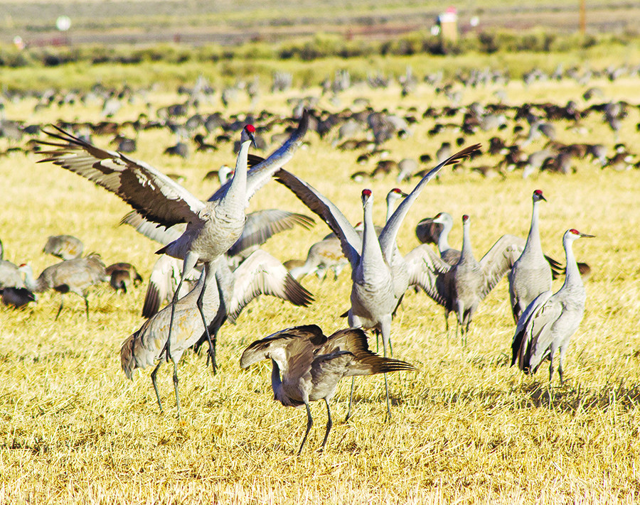 PHOTOS: Sandhill cranes swoop back to Panama Flats - Greater Victoria News